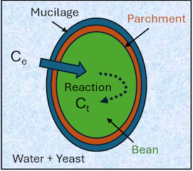 Model of coffee bean fermentation