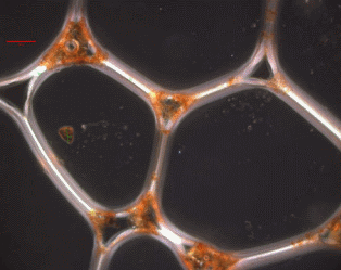 Surfactant Science Espresso Crema Plateau Border Nodes